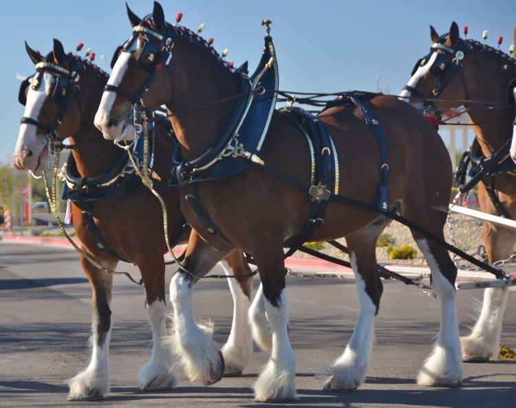 Clydesdale horses